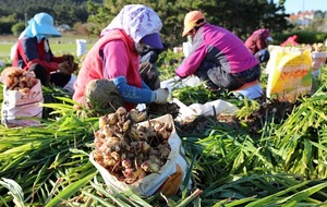 [NSP PHOTO]맛과 향 진하고 속이 꽉 찬 태안생강 본격 출하