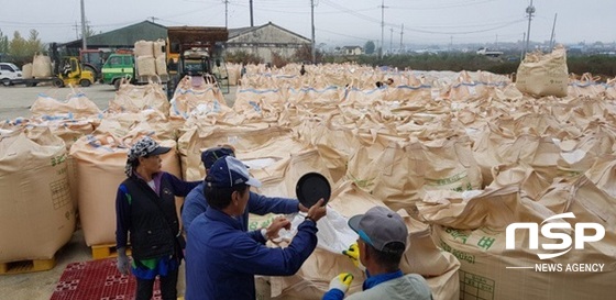 NSP통신-곡성 석곡농협 백세미 수매장면. (곡성군)