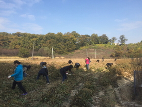 [NSP PHOTO]오산문화재단, 농촌 일손 돕기 사회공헌 활동