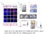 [NSP PHOTO]최강열 연세대 연구팀, 모낭 재생 탈모치료 물질 개발