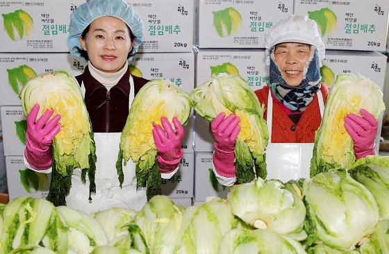 NSP통신-▲태안반도의 청정 바닷물로 절인 절임배추가 인기를 끌고 있다. (태안군)