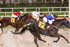 [NSP PHOTO][주간분석] 한국 경마 이끌 차세대 경주마