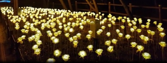 NSP통신-▲청양군이 천장호에 LED 장미화원을 조성했다. (청양군)