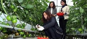 [NSP PHOTO]강진군, 겨울건강 도우미 흑토마토 수확 한창