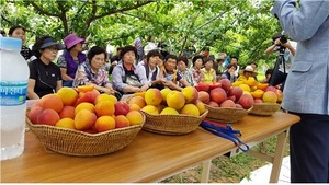 [NSP PHOTO]전주시, 플럼코트 재배 시범사업 결과평가회 개최