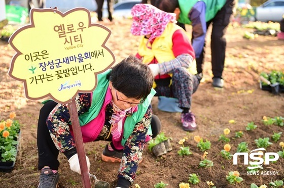 NSP통신-장성군 장성읍 시가지에 열린 꽃밭 조성사업. (장성군)