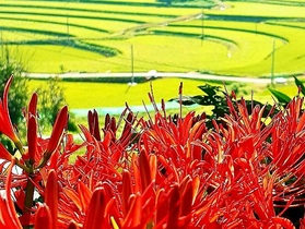 [NSP PHOTO]홍성군, 유기농업 특성화된 농촌지도사업 전국 최우수 평가