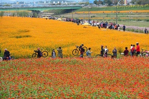 [NSP PHOTO]장성군 황룡강노란꽃잔치,  2018년 전남도 대표 축제 선정