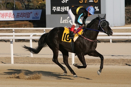 NSP통신-2016년1월10일 8경주 장산제왕 조성곤 자료 사진 모습. (한국마사회)