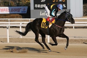 [NSP PHOTO][주간분석] 첫 1등급 경주‧‧‧상승세 경주마 총 출격