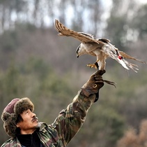 [NSP PHOTO]대전시, 무형문화재 매사냥 공개 시연회 연다