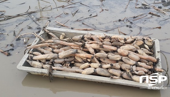 NSP통신-강진 연근. (강진군)