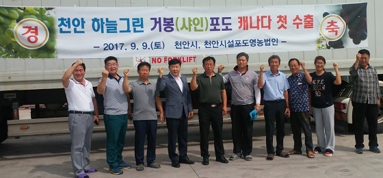 NSP통신-▲천안시는 캐나다 수출전문단지로 지정받아 지난해 포도 11톤을 첫 수출했다. (천안시)