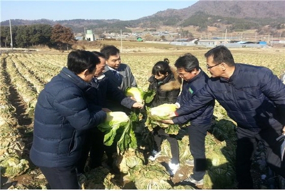 NSP통신-해남군, 배추 동해 피해 현지조사 (해남군)