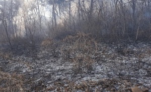 [NSP PHOTO]안산시, 풍도 마을회관 인근 임야 화재, 사망1명 발생