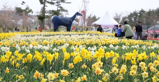 NSP통신-▲태안군에서 오는 4월 1일부터 15일까지 태안 수선화 축제가 개최된다. (태안군)