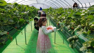 [NSP PHOTO]군포시청소년수련원, 딸기 수확 체험 참가자 모집