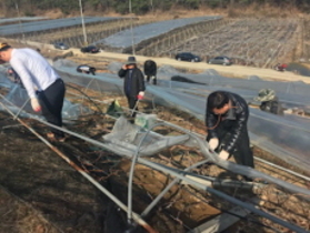 [NSP PHOTO]경산시 농업기술센터 직원들, 대설 피해 복구에 땀흘려