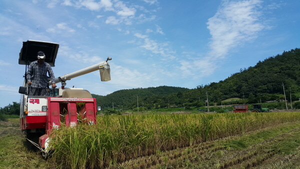 NSP통신-진도군 농작물 수확 (진도군 자료사진)