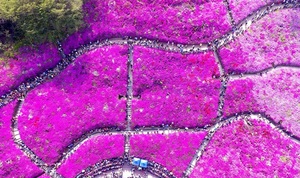 [NSP PHOTO]군포시-군포문화재단, 4월 27~29일 철쭉축제 팡파르