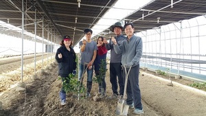 [NSP PHOTO]구미시, 농업기술센터 만감류 시험연구재배 성공