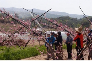 [NSP PHOTO]경기농기원, 복숭아재배 신기술 연시회 개최