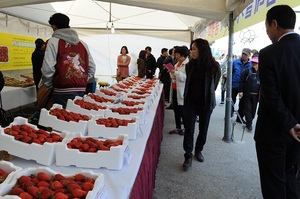 [NSP PHOTO]빨간 맛~ 궁금해~…완주 삼례딸기대축제 30일 개최