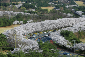 [NSP PHOTO]경주 보문단지 벚꽃 하늘 터널 장관, 상춘객 벚꽃 관광 최적지