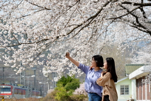 [NSP PHOTO]경산시 남천면 삼성역 벚꽃만개