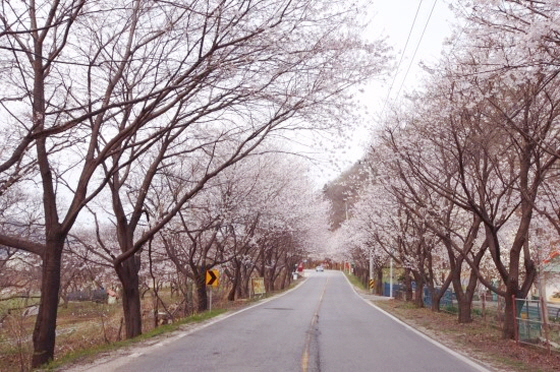 NSP통신-가평 삼회리 벚꽃길. (경기도)