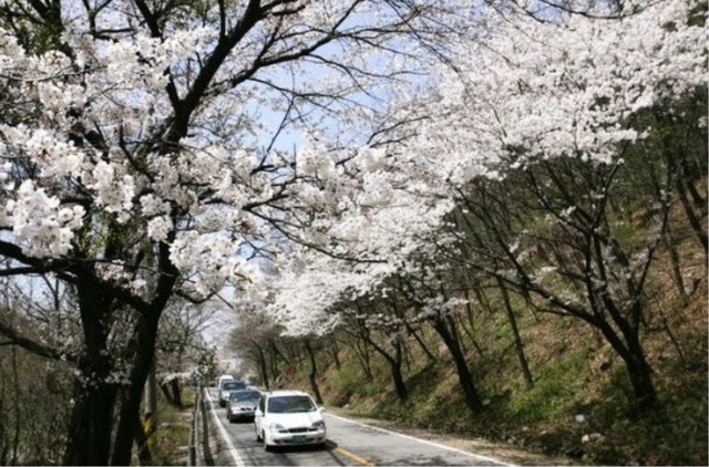 NSP통신-남한산성 벚꽃길. (경기도)