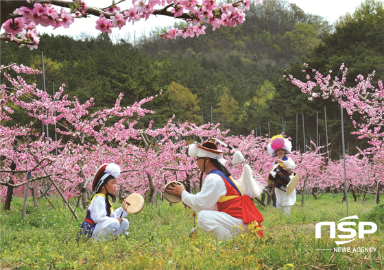 NSP통신-지난해 영천복사꽃 전국사진촬영대회 모습. (영천시)