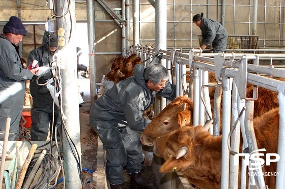 [NSP PHOTO]장수군, 구제역 예방 백신접종 총력
