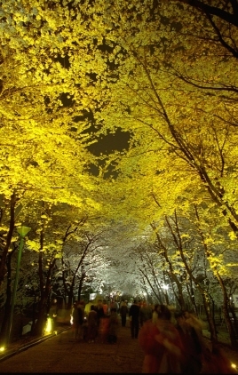 NSP통신-벚꽃축제 야경. (경기도)