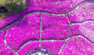 [NSP PHOTO]분홍빛 설렘의 향연…군포철쭉축제 27일 팡파르