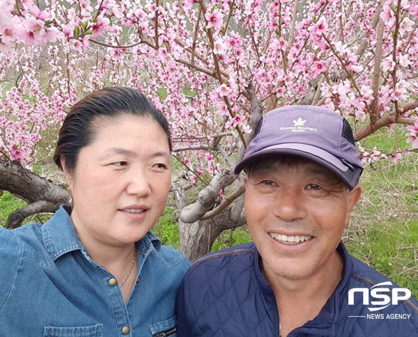 NSP통신-강소농 조창선·심은경 부부 복숭아밭에서 (영덕군)