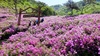 [NSP PHOTO][가볼까]분홍빛 대향연…전북 장수 봉화산 철쭉단지
