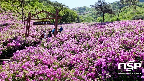 [NSP PHOTO][가볼까]분홍빛 대향연…전북 장수 봉화산 철쭉단지