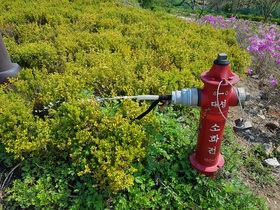 [NSP PHOTO]시흥시 오이도선사유적공원, 소화전 용도변경 가끔 조경수로 쓰려 했다