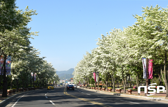 NSP통신-경주 황성공원에 만개한 이팝나무 꽃. (경주시)