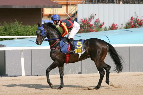 NSP통신-경주마 아르고브레인 모습. (한국마사회)