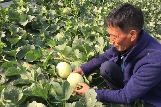 NSP통신-▲천안시 하늘그린 멜론이 8일 첫 출하를 시작했다. (천안시)