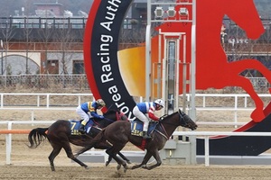 [NSP PHOTO][주간분석] 경주마 일생 단 한 번의 기회 코리안더비