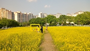 [NSP PHOTO]안양시, 옛 시외버스터미널 부지 유채꽃밭 조성 개방