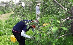 [NSP PHOTO]아산시 교육지원담당관, 자매결연마을 봉사활동 실시