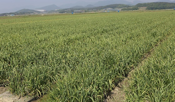 NSP통신-▲홍성군 천수만 A지구 15.6ha 논에 재배한 마늘이 수확을 앞두고 있다. (홍성군)