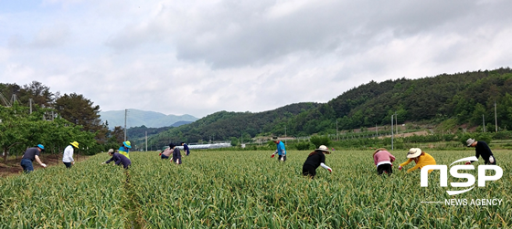 NSP통신-지난 17일 영천시 사회복지과 직원 14명이 화산면 화산리 마늘재배 농가를 찾아 마늘종 제거 등 농촌일손돕기를 실시하고 있다. (영천시)