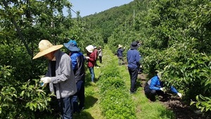 [NSP PHOTO]장수군, 본격 영농철 맞아 농촌일손돕기 구슬땀