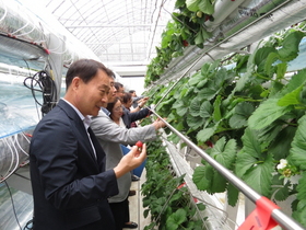 [NSP PHOTO]경기농기원, 버섯재배사 방출공기 활용 딸기 생산기술현장 점검