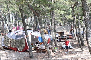 [NSP PHOTO]영덕군 캠핑계의 핫 플레이스, 고래불국민야영장